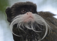 Thoiry - Safari et Zoo