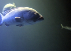 05 - Aquarium a Palma