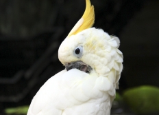 13-Hong-Kong Banque Marches-fleurs-oiseaux