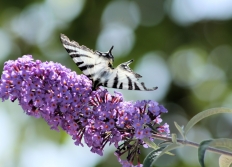 07-Papillons-Insectes