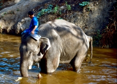 05 - Éléphants - Orchidés