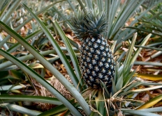 11 - Soirée Thaie - Ananas - Ruines