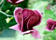 Nature dans Paris et proche banlieue.