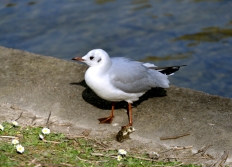 Nature dans Paris et proche banlieue.