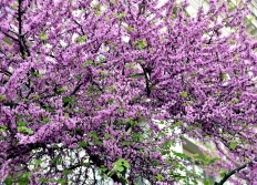 Nature dans Paris et proche banlieue.