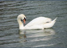 Canards, Cygnes, Oies avec un cadre pour faire joli